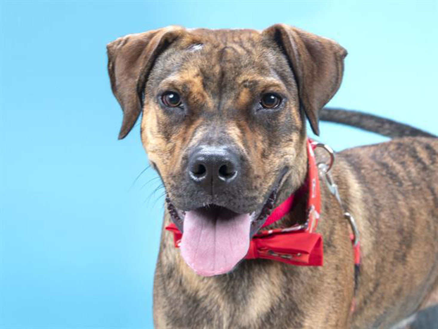 Last week's pet, still available: Rourke